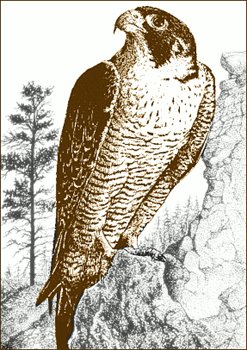 Falcon clipart image 3