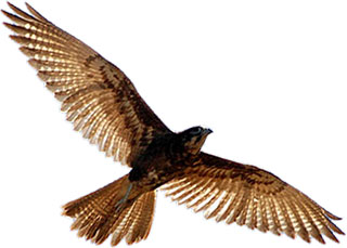 Falcon clipart image 4