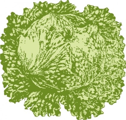 Head of lettuce clipart image 2