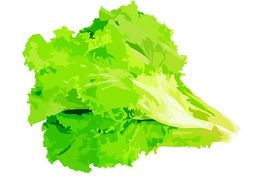 Leaf lettuce clipart clipground