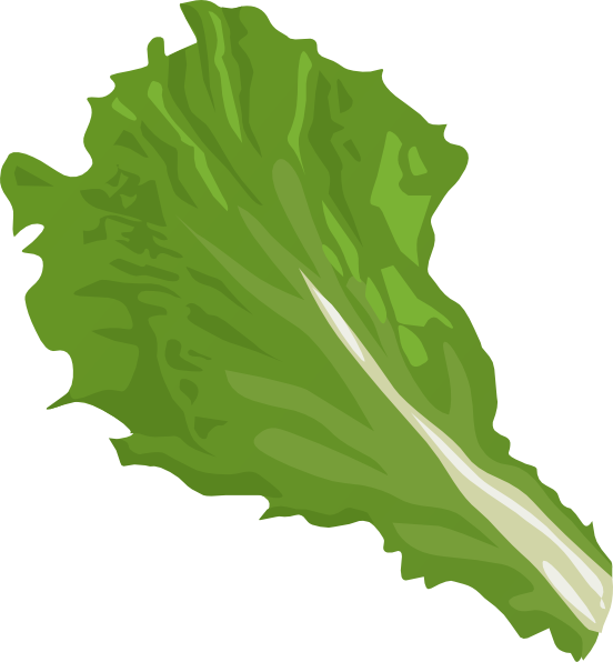 Lettuce clip art 2
