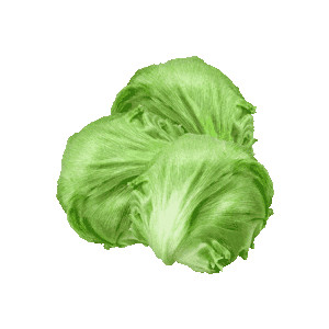 Lettuce clip art clipart free 2