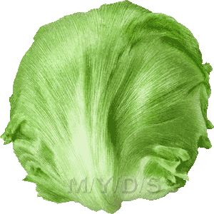 Lettuce clip art clipart free