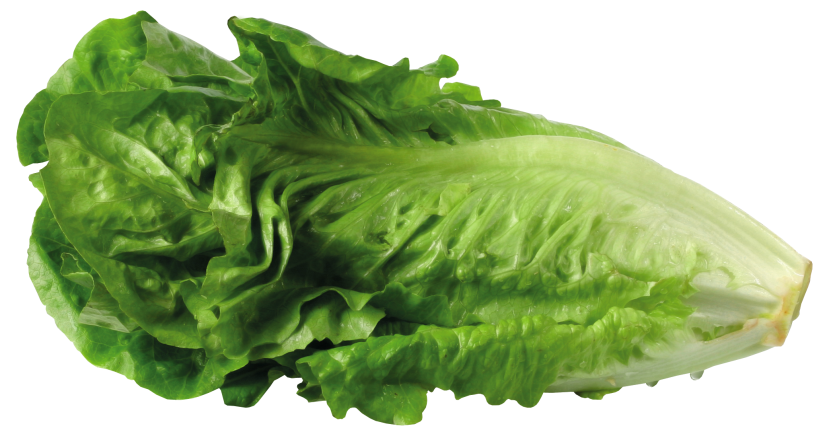 Lettuce clip art clipart image
