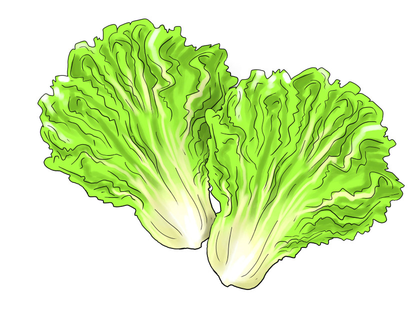 Lettuce clipart 2