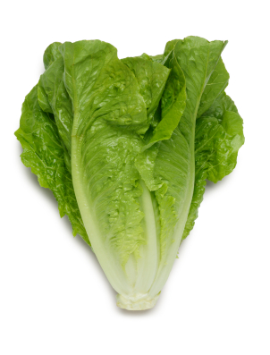 Lettuce clipart famclipart