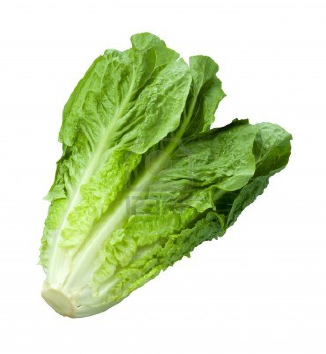 Lettuce free download clip art on clipart library 2