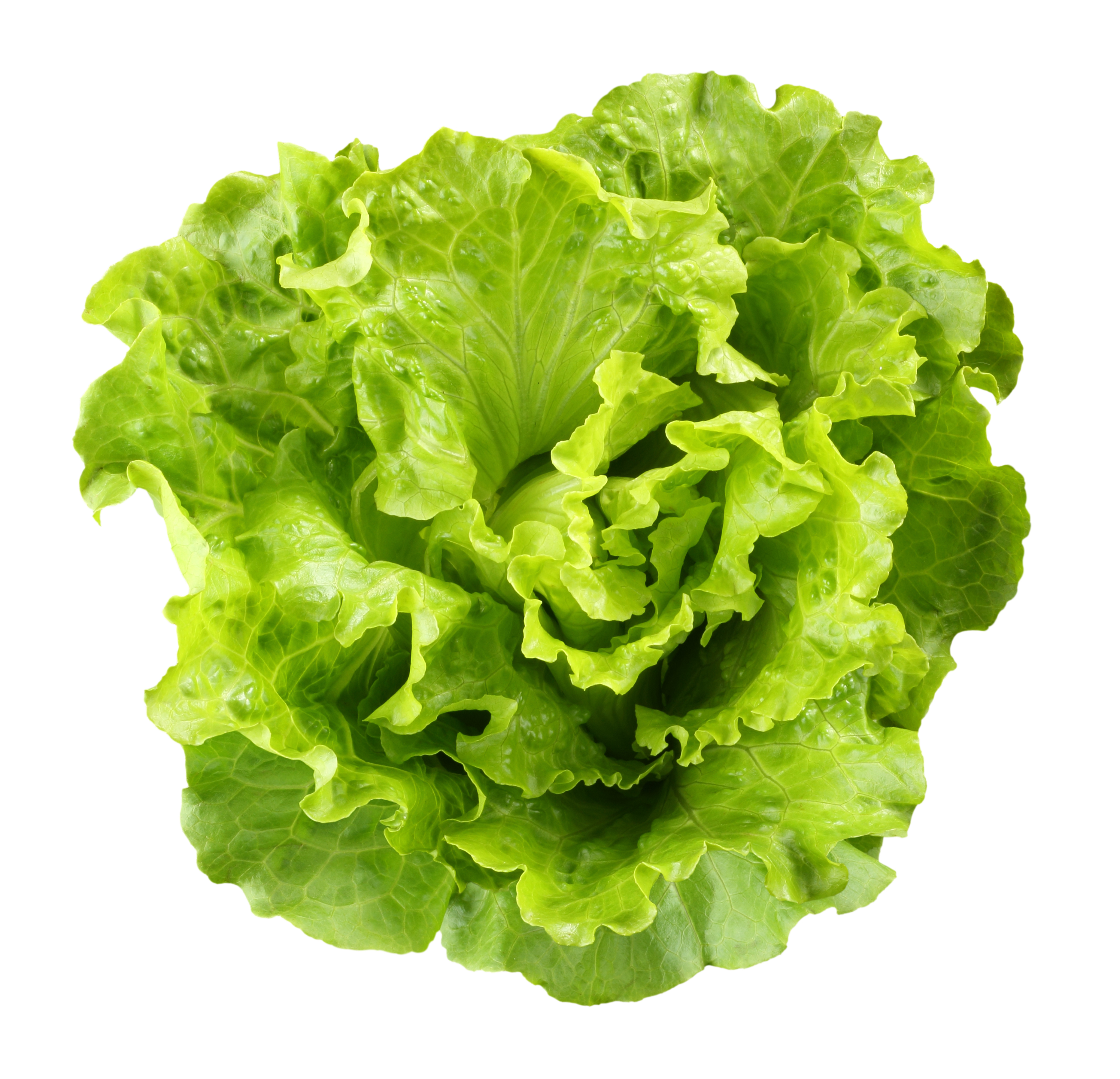 Lettuce free download clip art on clipart library 3