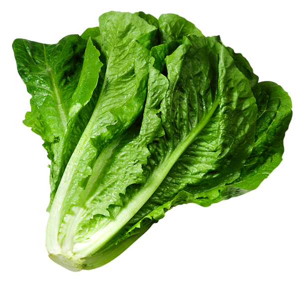 Lettuce picture cartoon pictures and cliparts