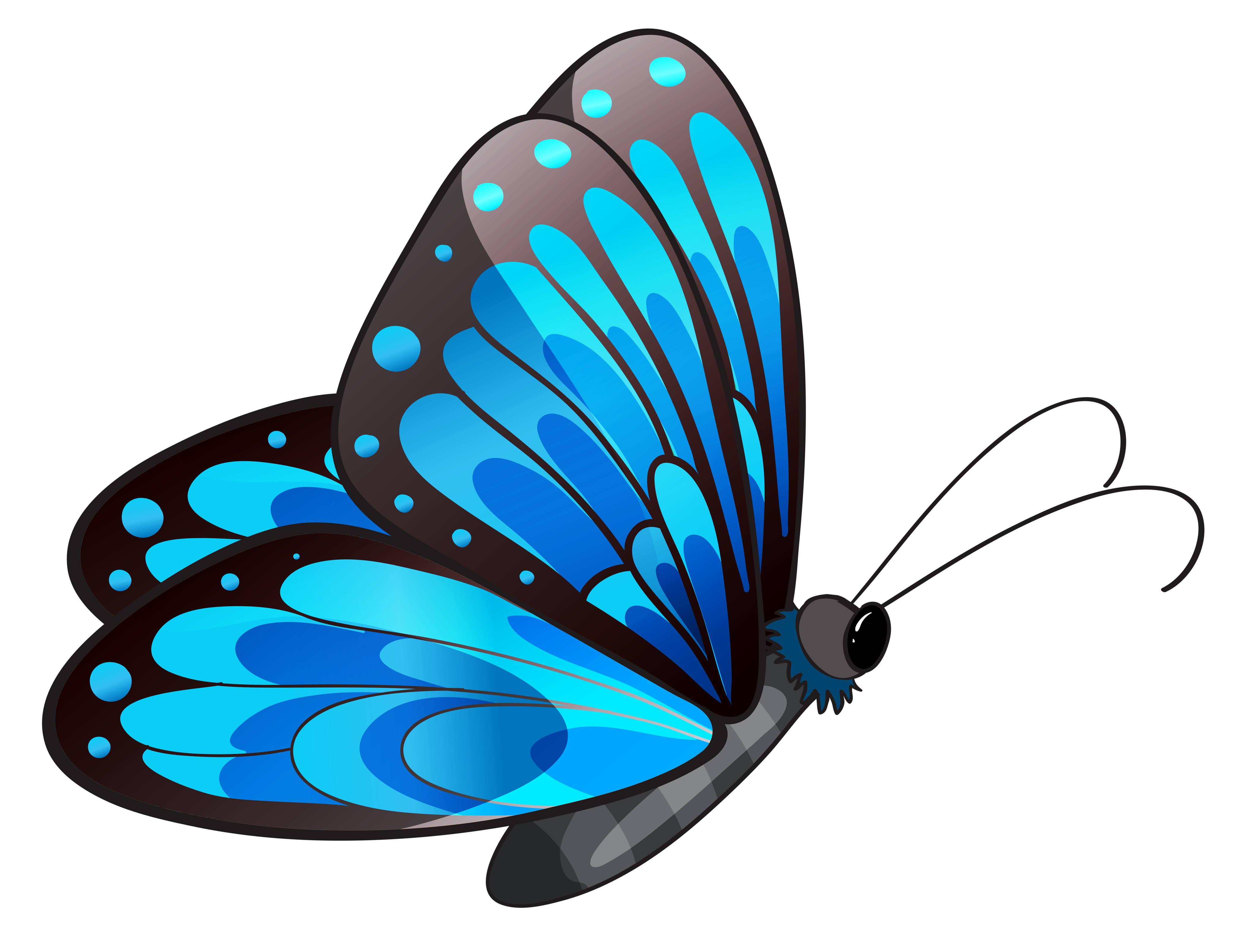 Butterfly clip art 2