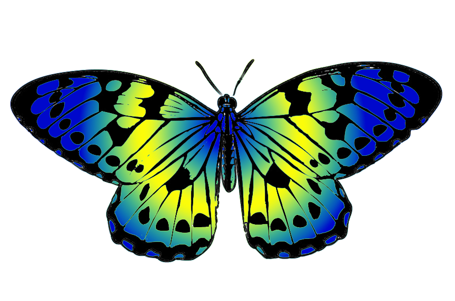Butterfly clip art 3