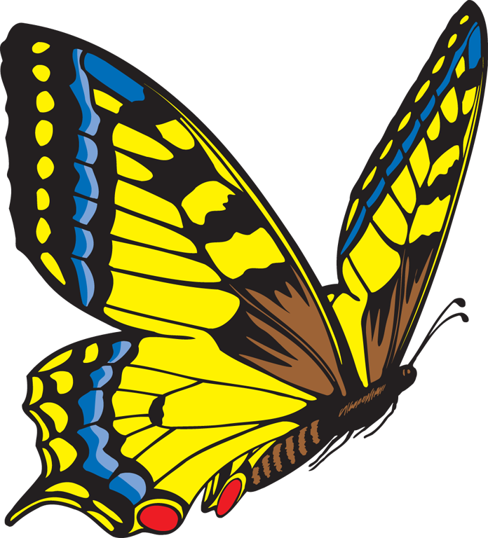 Butterfly clipart free images 3