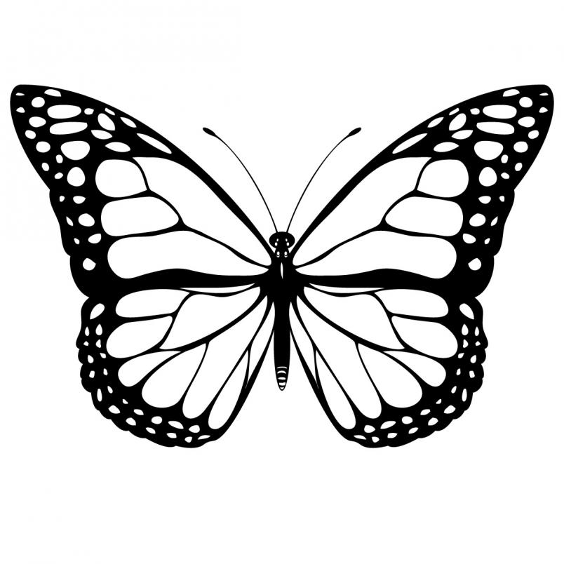 Clipart butterfly clip art free borders image 7