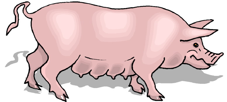 Pigs clip art 2