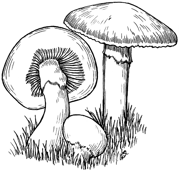 Mushroom clip art at vector