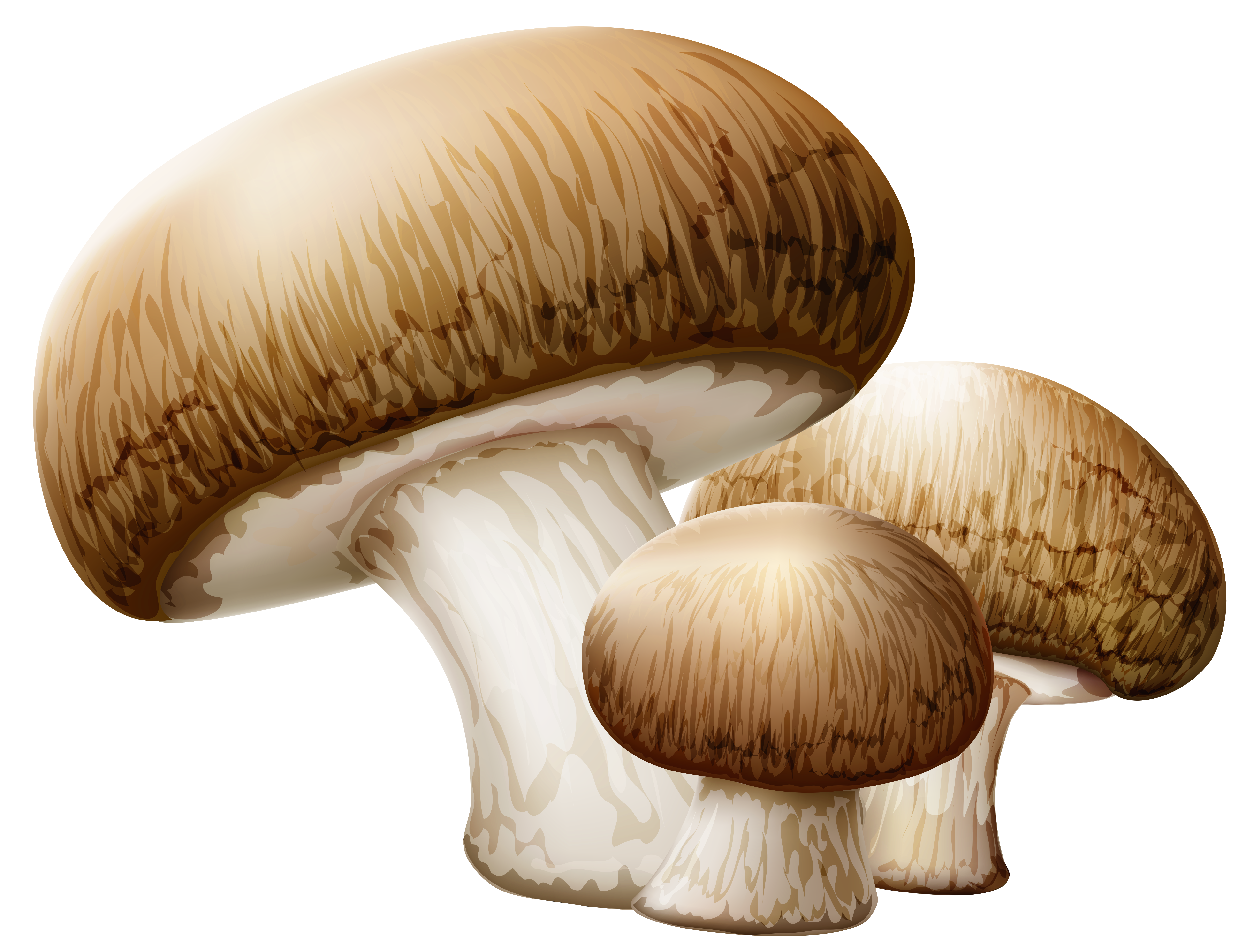Mushroom clipart collection