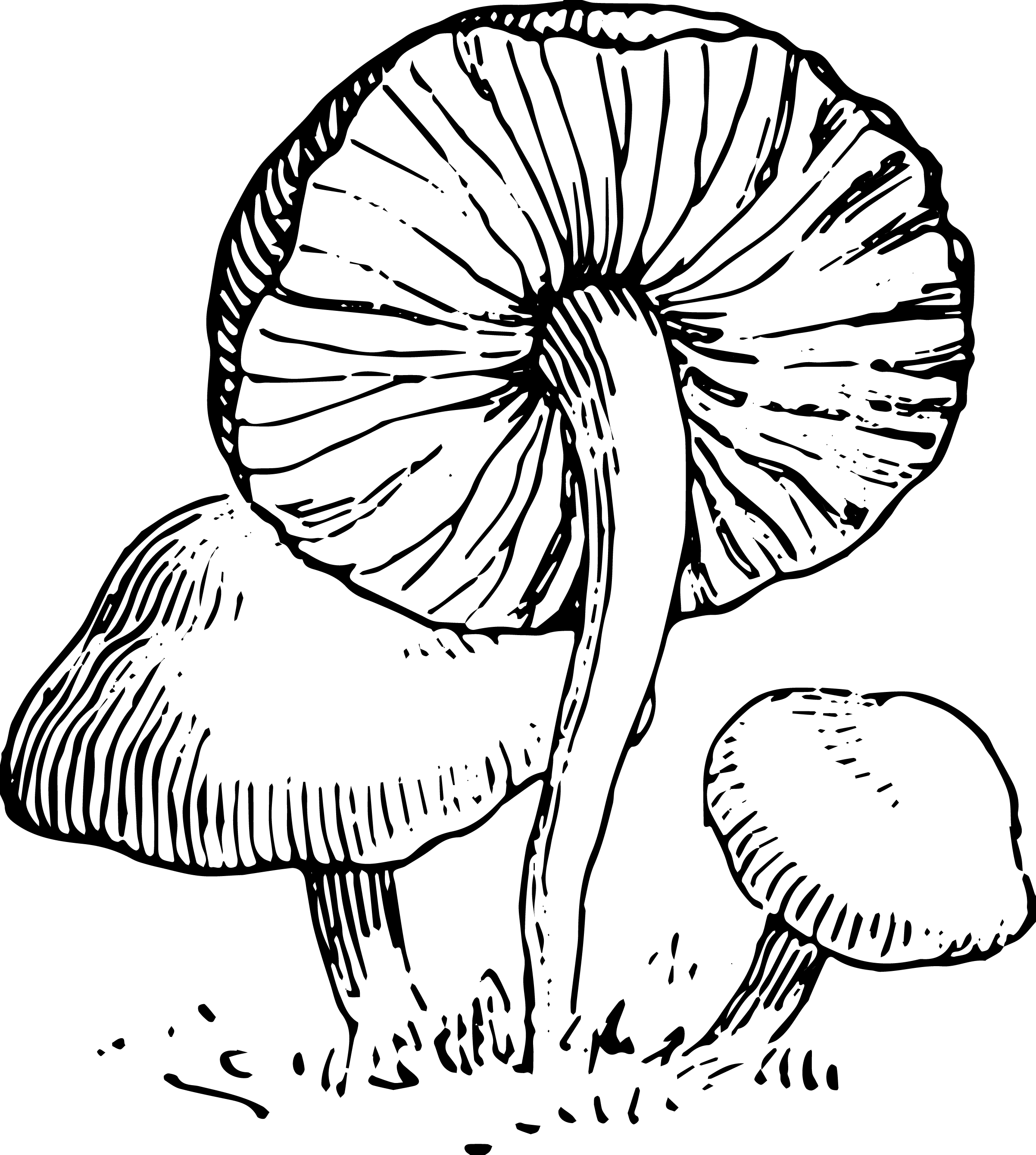 Mushroom free to use clip art 6