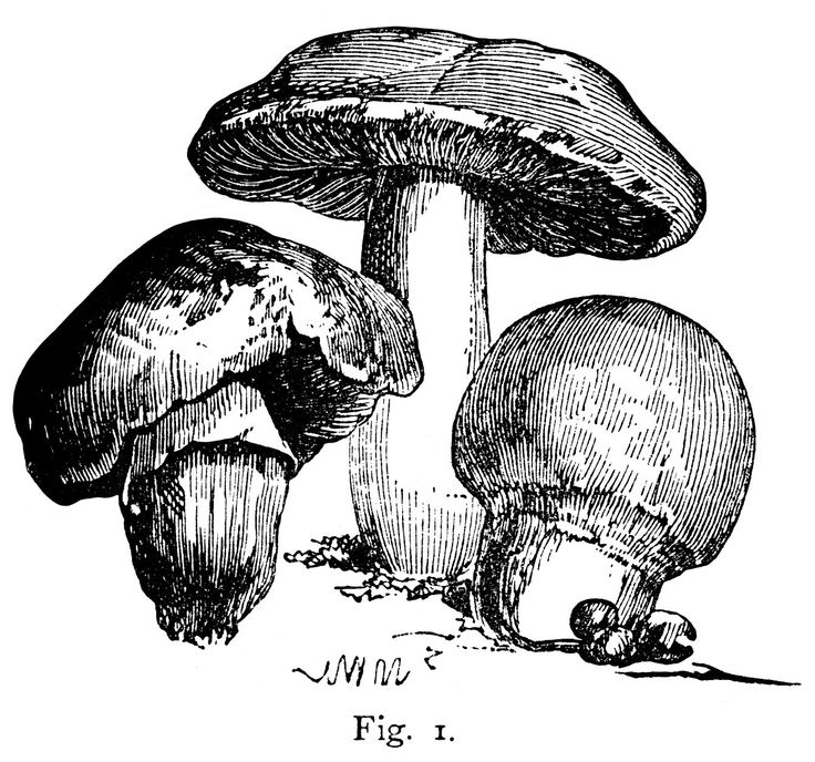 The mushroom clipart ideas on images 3