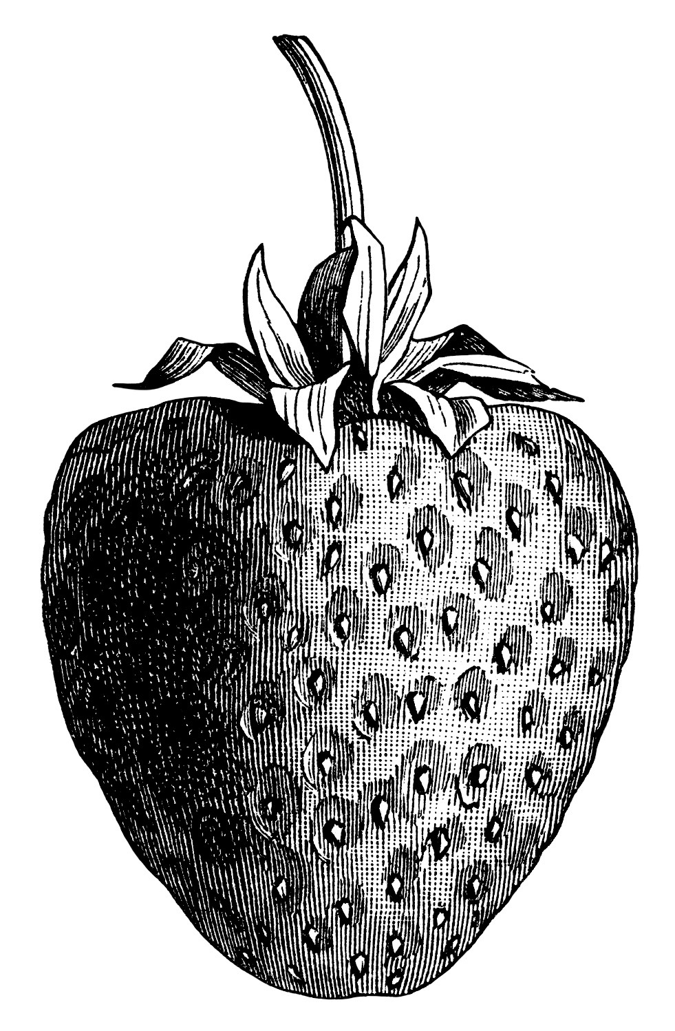 Vintage strawberry clip art black and white graphics