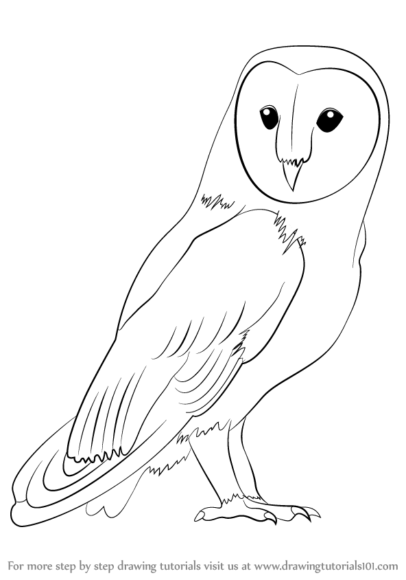 barn outline Rare owl outline drawing learn how to draw a barn birds step by png