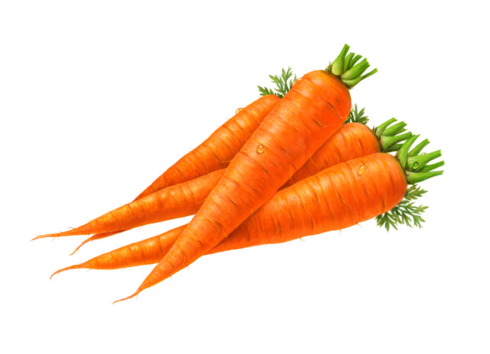 Carrot clip art clipart photo jpg