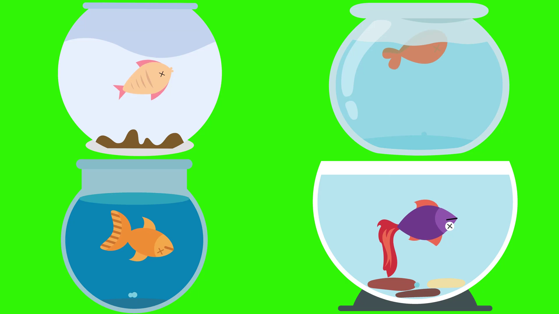 cartoon dead fish Cartoon fish bowls with dead on a green screen stock video png
