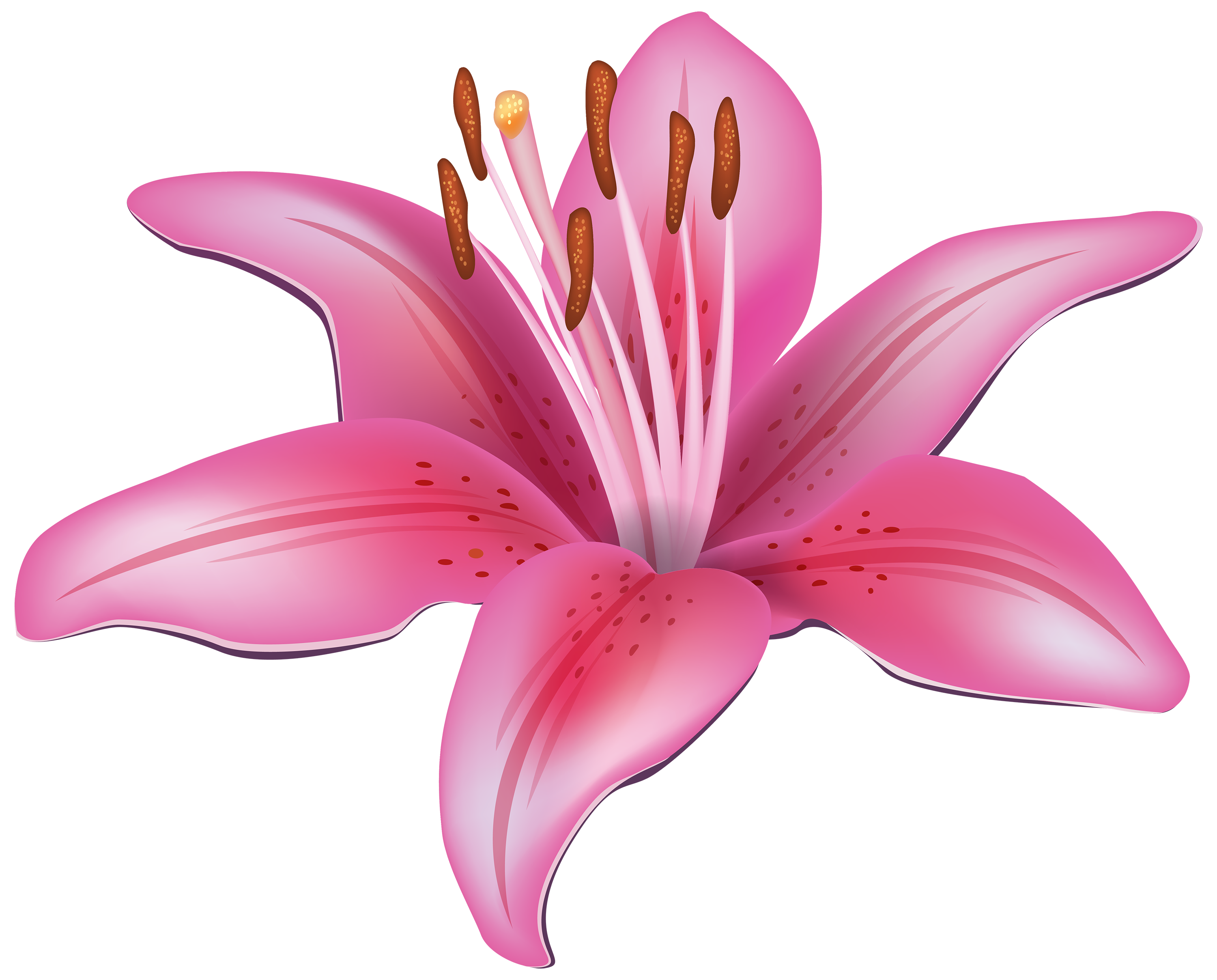 Pink lily flower clipart web png