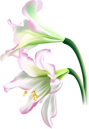 Lily clipart lily flower clip art flowers clip jpg