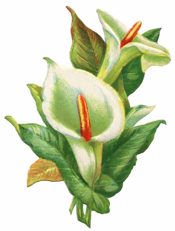 Easter lily clipart jpg