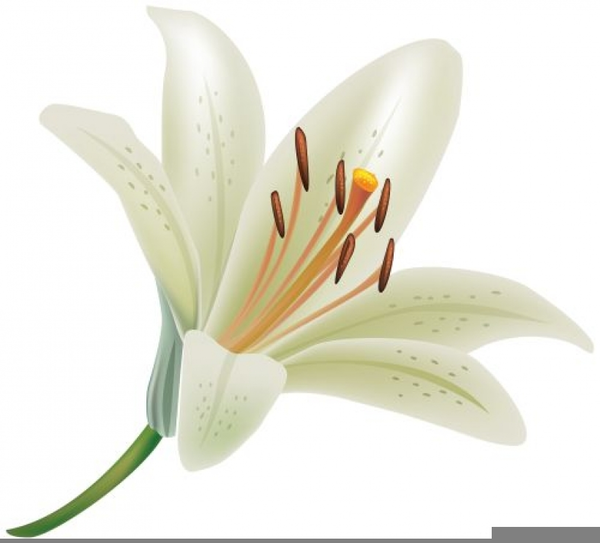 Free white lily clipart images at vector clip png