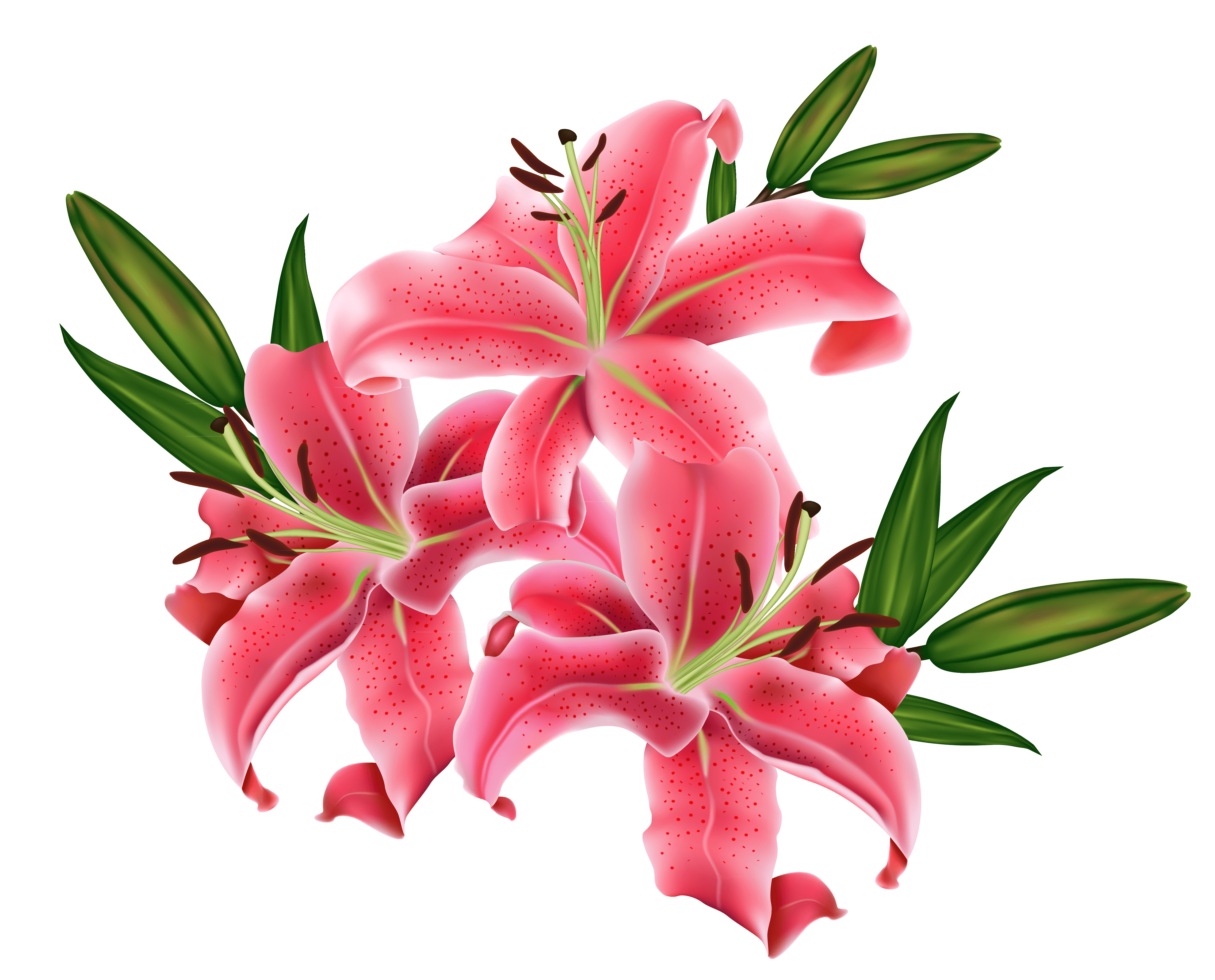 Pink lily cliparts png