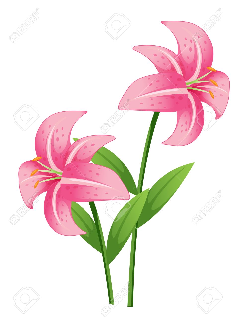 Stargazer lily cliparts free download jpg