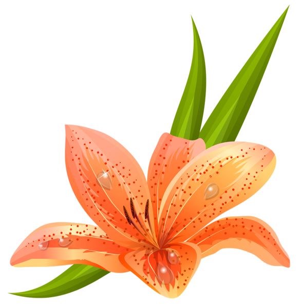 lilies clipart free