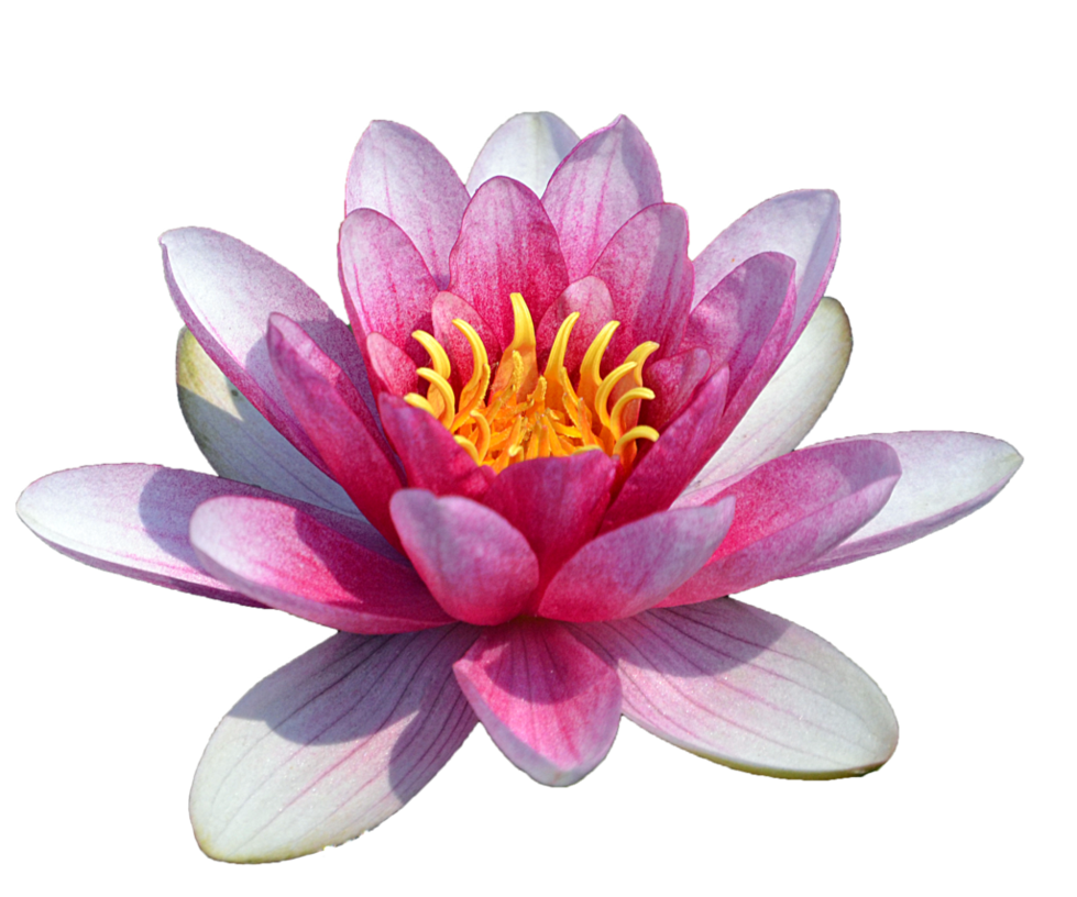 Pink water lily clipart the cliparts png