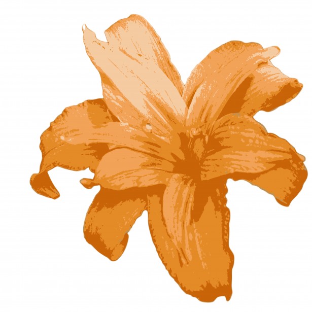 Orange lily flower clipart free pictures jpg