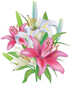 Lily flower clipart clip art jpg
