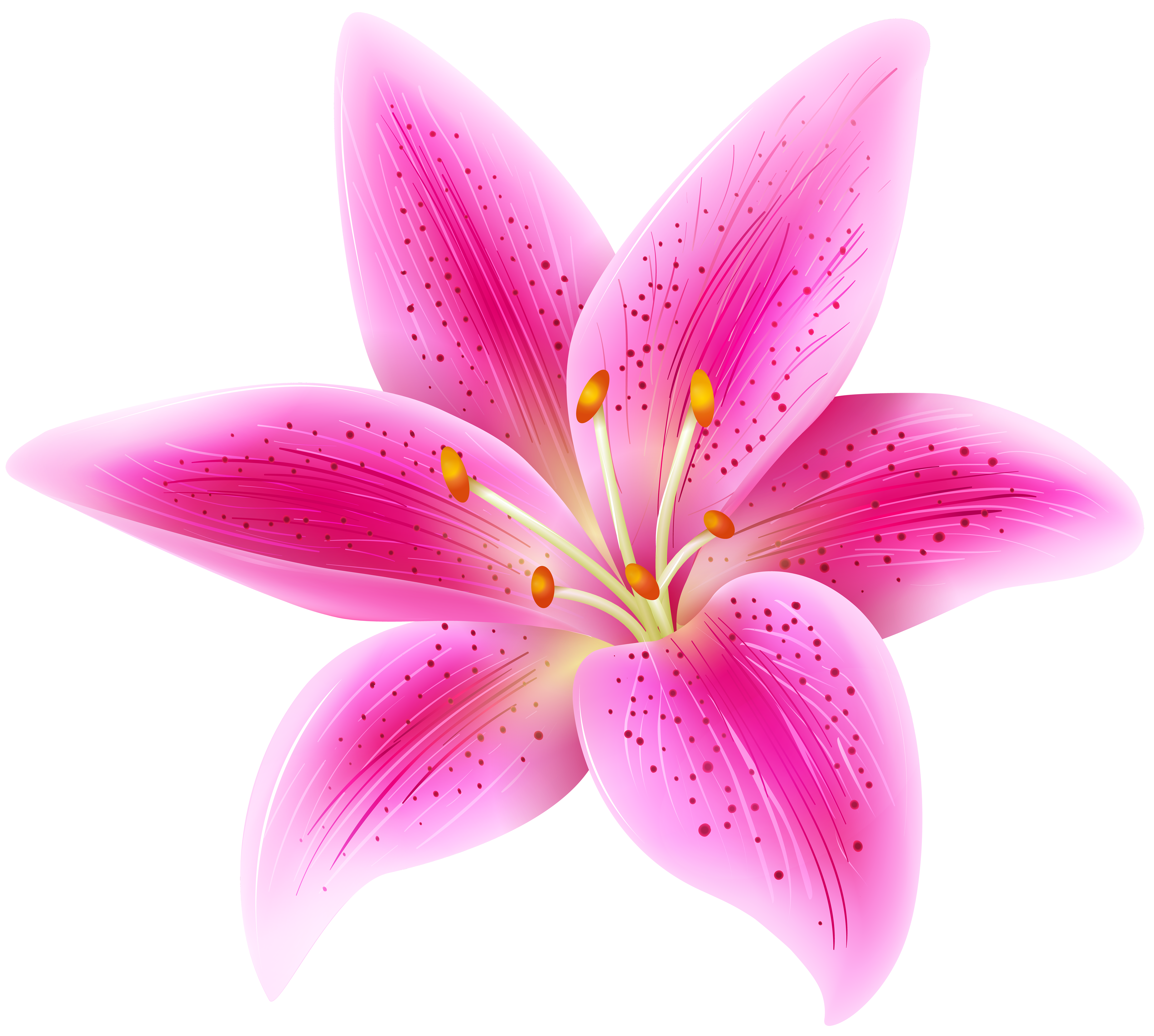Pink lily flower transparent clip art image gallery png