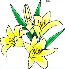 Free lily clipart jpg