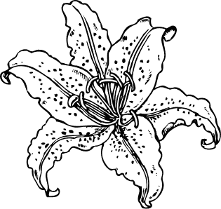 Free lily clipart flower clip art images and graphics png