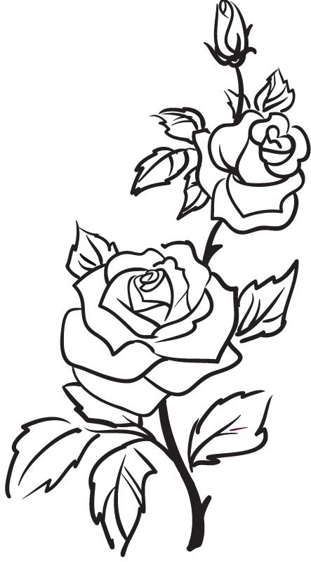 rose outline Two roses outline rose flowers wall stickers art decal jpg