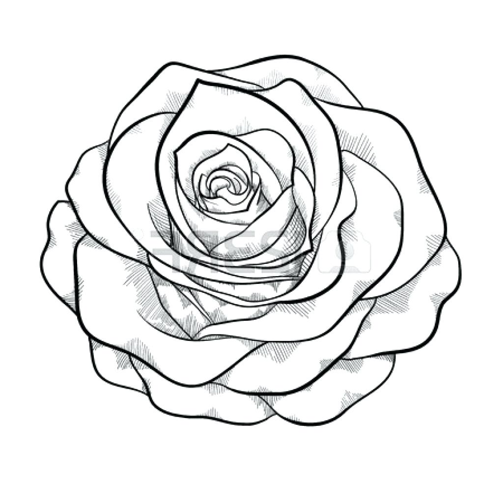 Rose Line Drawing Template Realistic Rose Outline Drawi PNG, 48% OFF