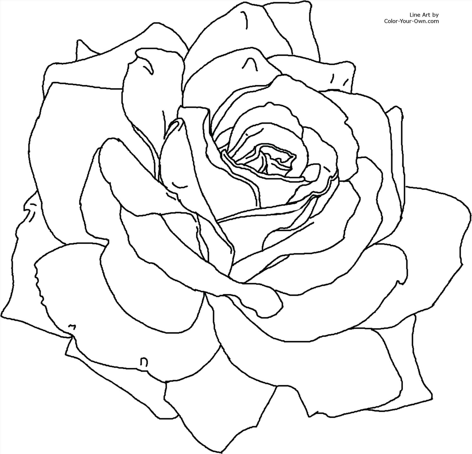 rose outline Realistic drawing rose with thorns outline images roses coloring jpg