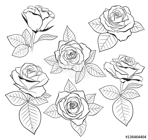rose outline Vector set of detailed isolated outline rose bud sketches with jpg