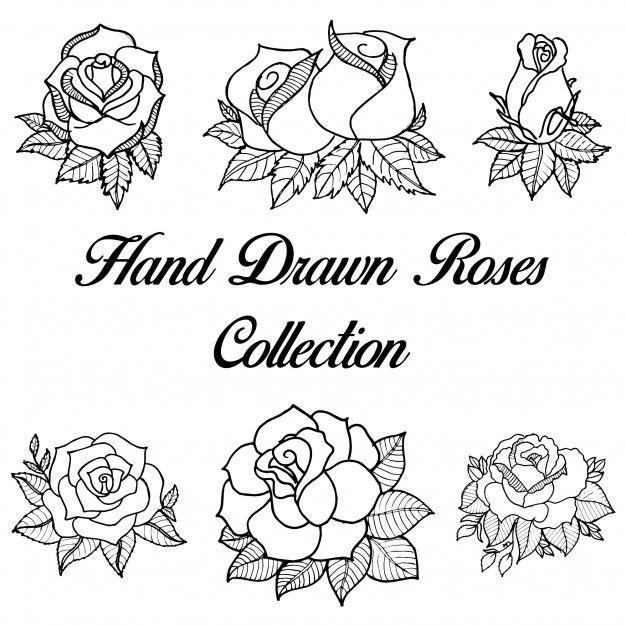 Rose outline vectors photos and psd files free download jpg 2