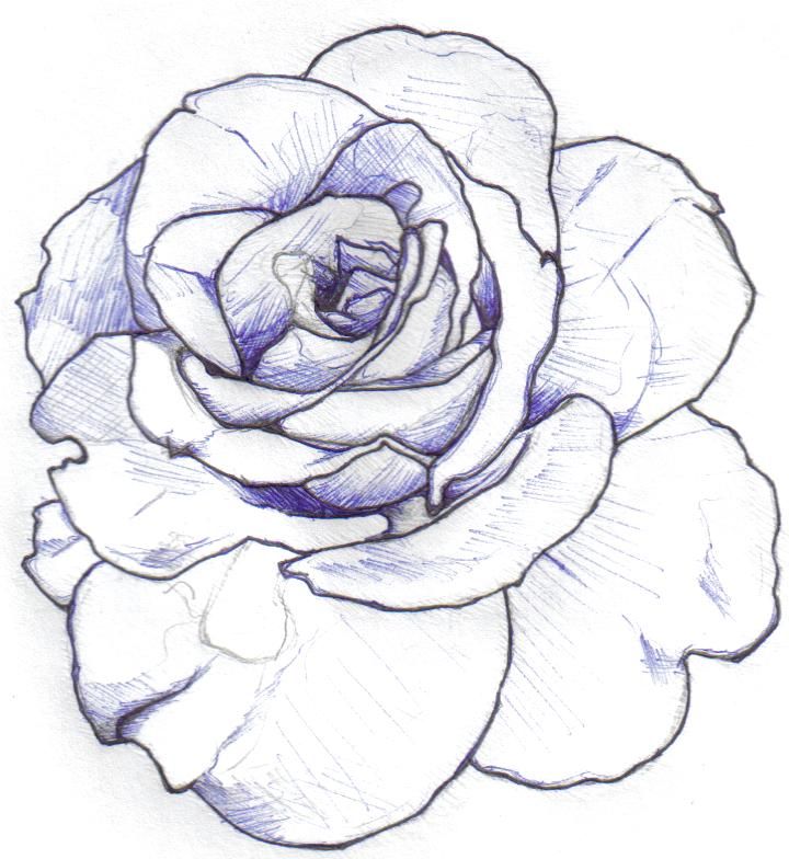 Rose Line Drawing Template Realistic Rose Outline Drawi PNG Image With  Transparent Background  TOPpng