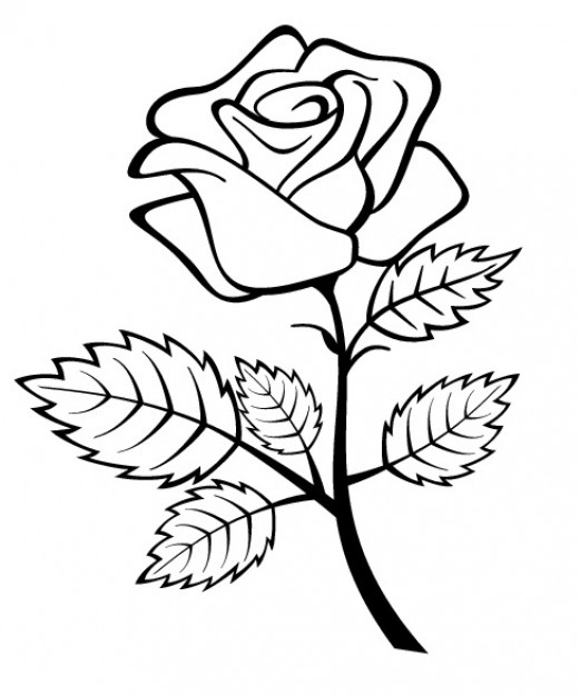 Rose outline vectors photos and psd files free download jpg