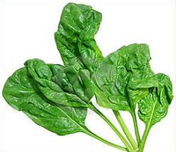 Free spinach plant clipart jpg