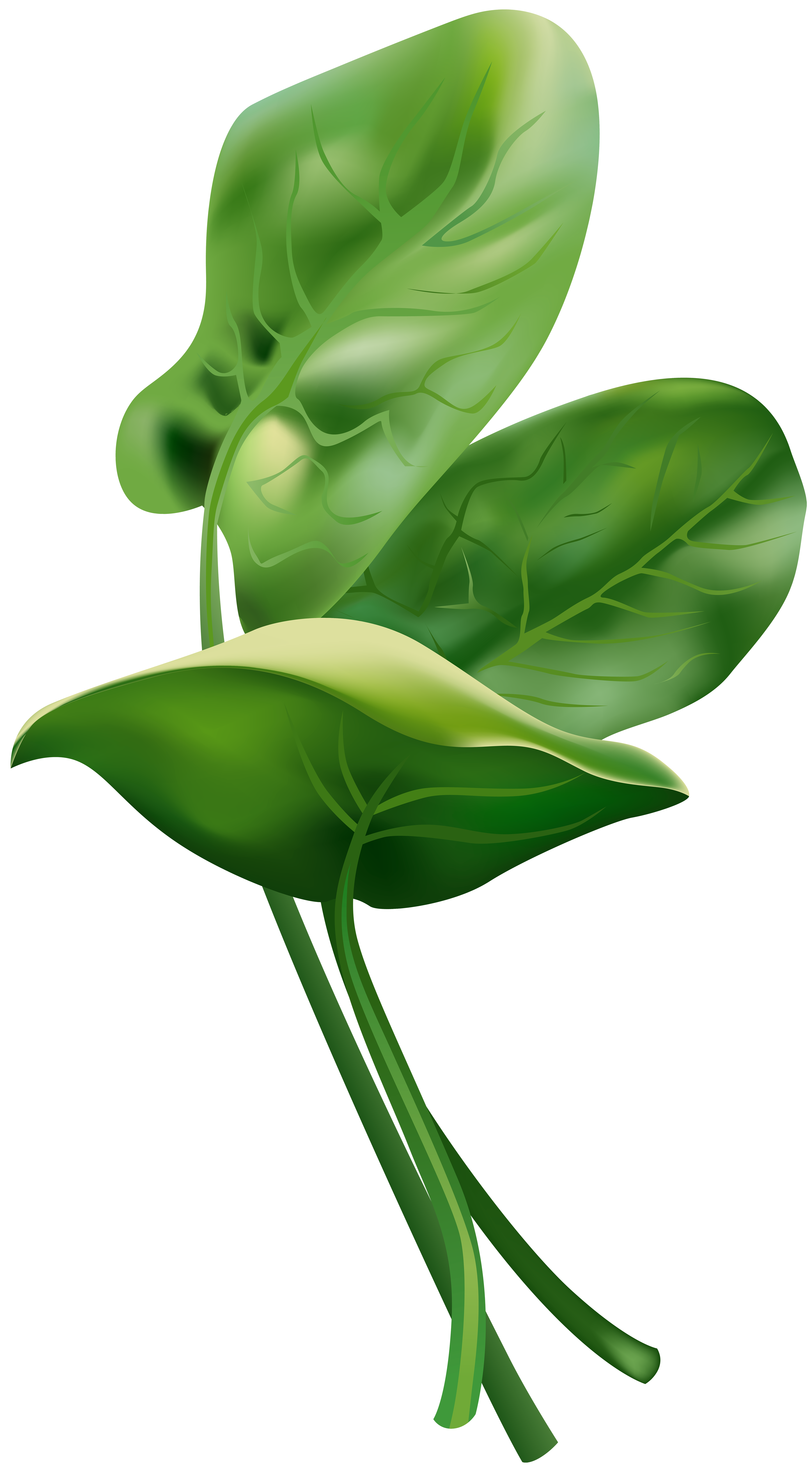 Spinach free clip art image gallery yopriceville high png