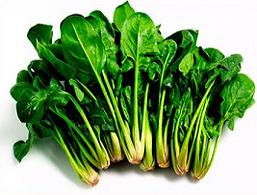 Spinach clipart 9 clipart station jpg