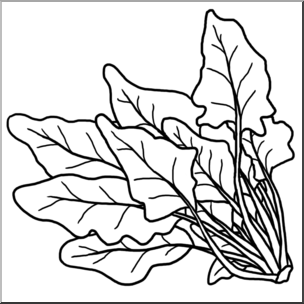Clip art spinach  png